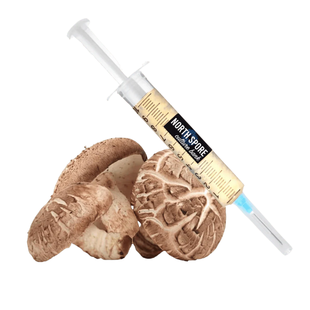 Organic Shiitake Mushroom Liquid Culture Syringe