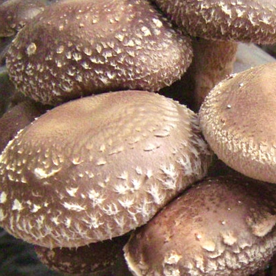 Organic Shiitake Mushroom Liquid Culture Syringe - Image 2