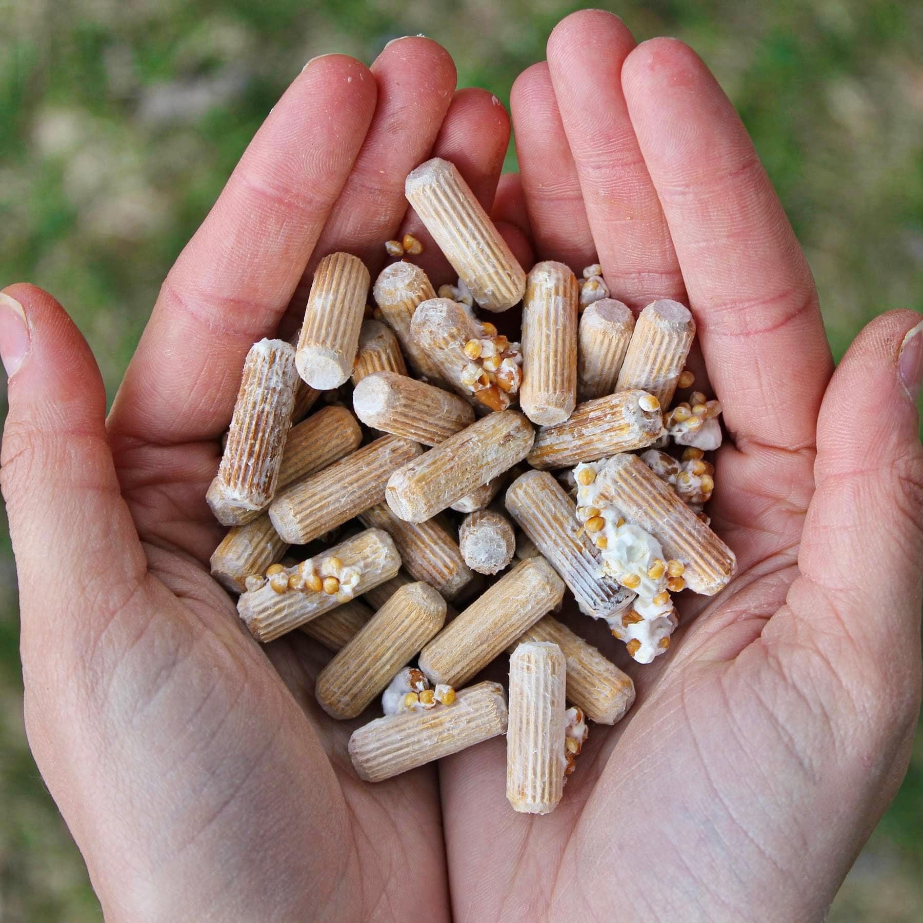 Organic Shiitake Mushroom Log Kit - Image 5