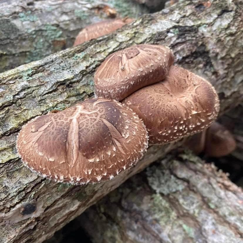 Organic Shiitake Mushroom Plug Spawn - Image 3