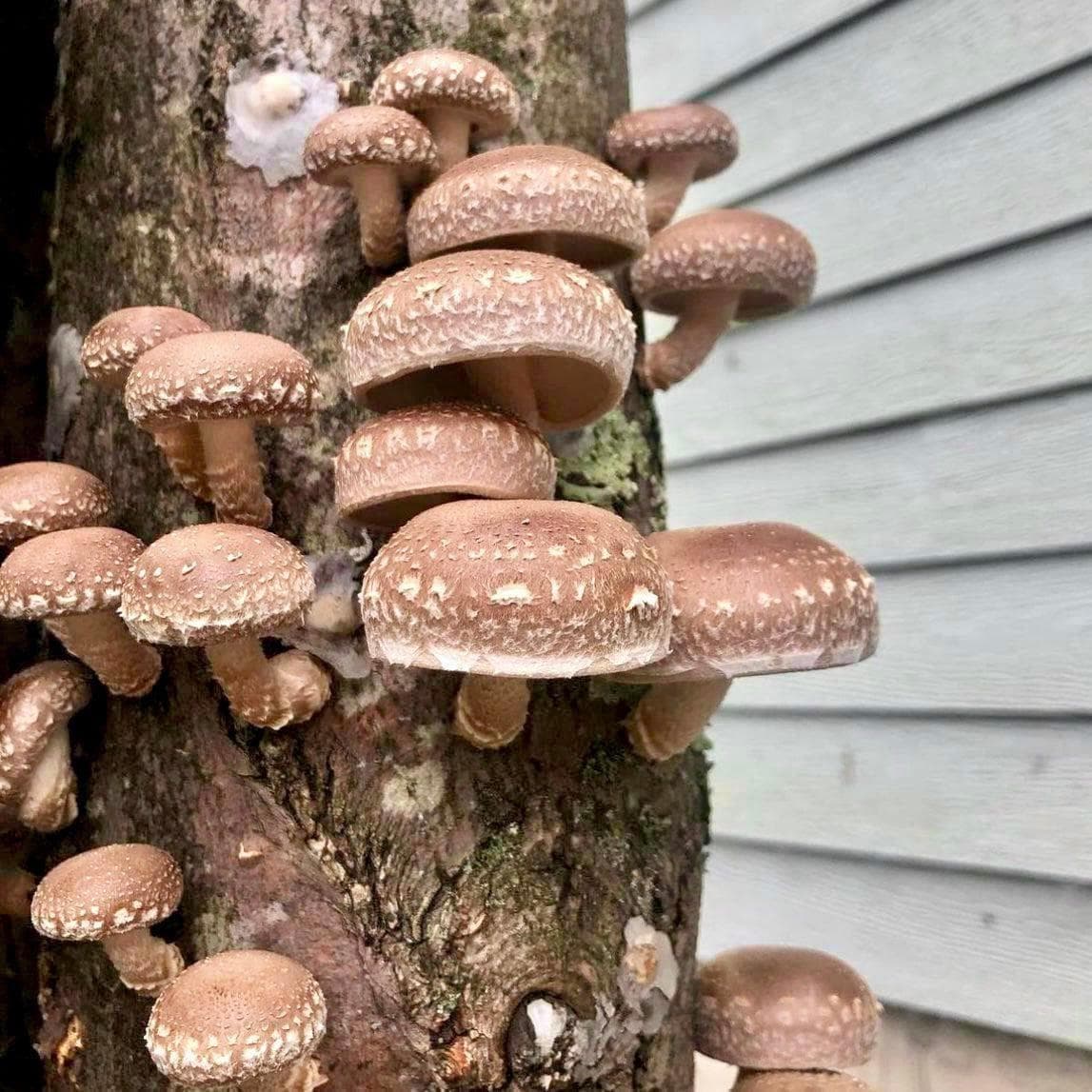 Organic Shiitake Mushroom Plug Spawn - Image 4