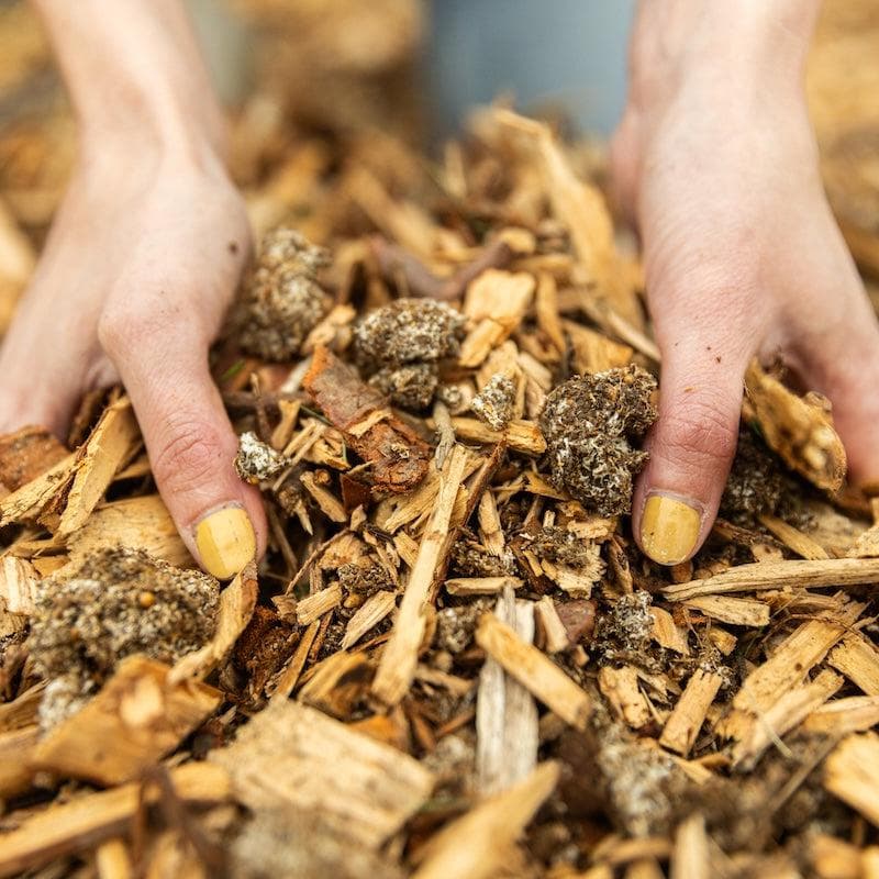 Organic Shiitake Mushroom Sawdust Spawn - Image 4
