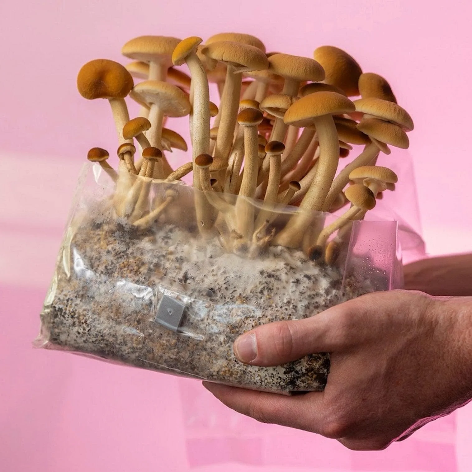 'ShroomTek' + Spore Boostr All-In-One Mushroom Grow Bag - Image 3