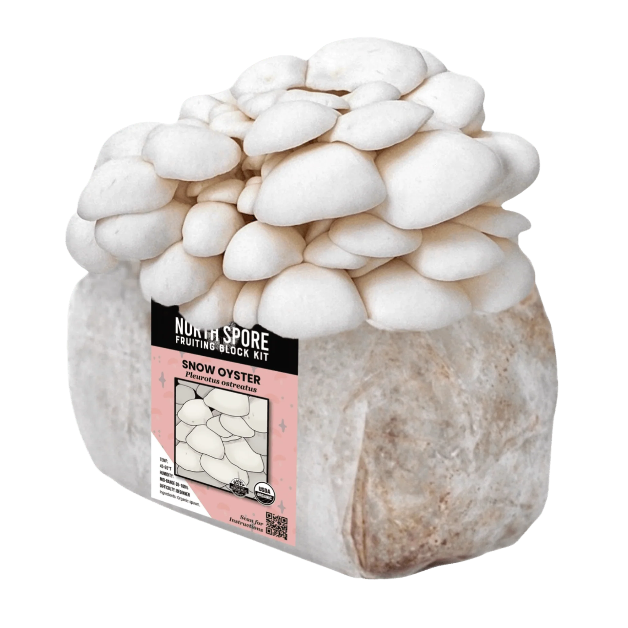 Organic Snow Oyster Mushroom Grow Kit Fruiting Block