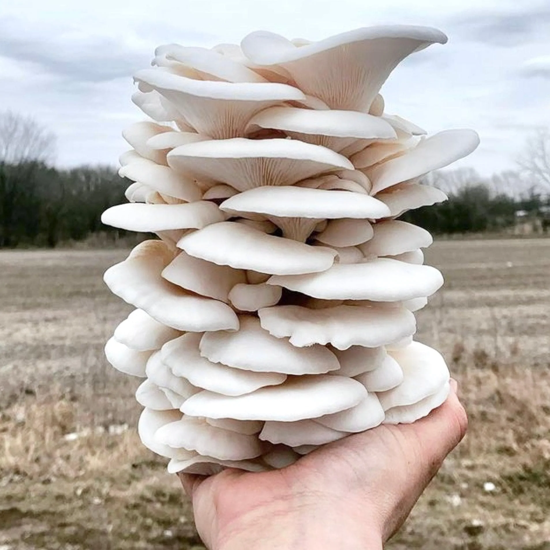 Organic Snow Oyster Mushroom Grow Kit Fruiting Block - Image 3