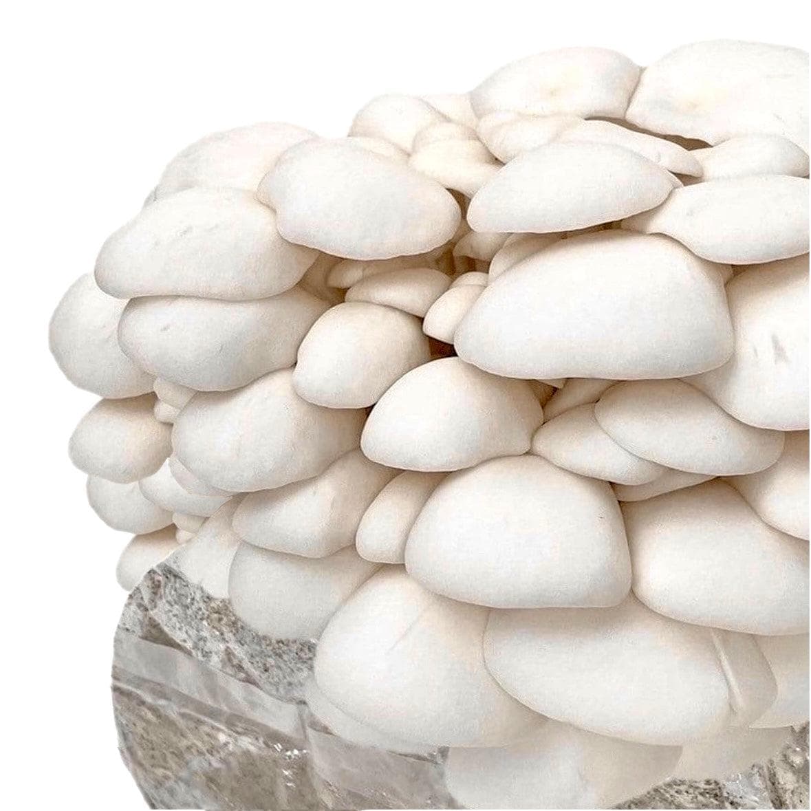 Organic Snow Oyster Mushroom Grow Kit Fruiting Block - Image 4