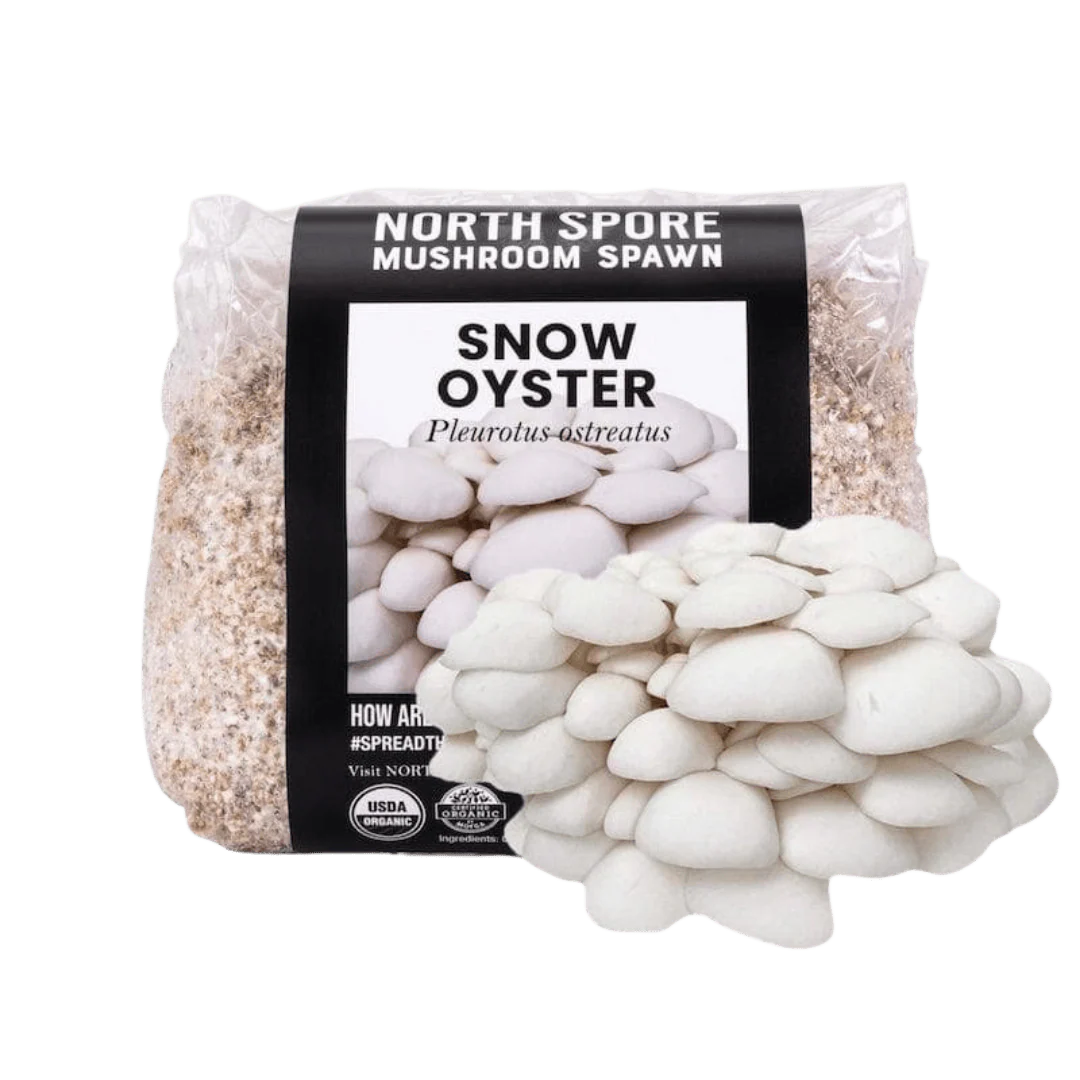 Organic Snow Oyster Mushroom Grain Spawn