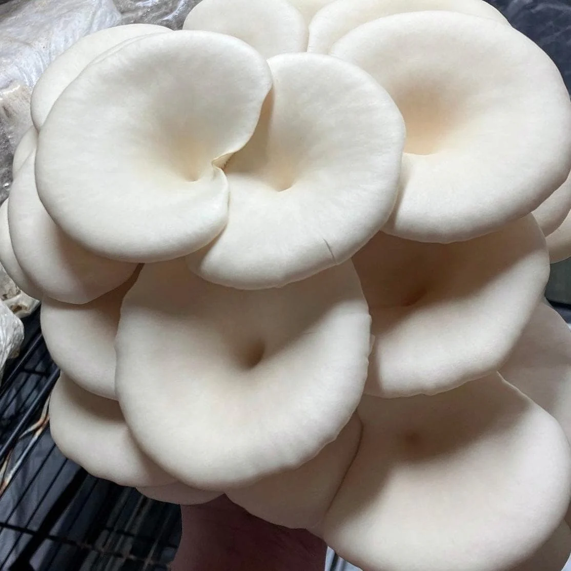 Organic Snow Oyster Mushroom Grain Spawn - Image 4
