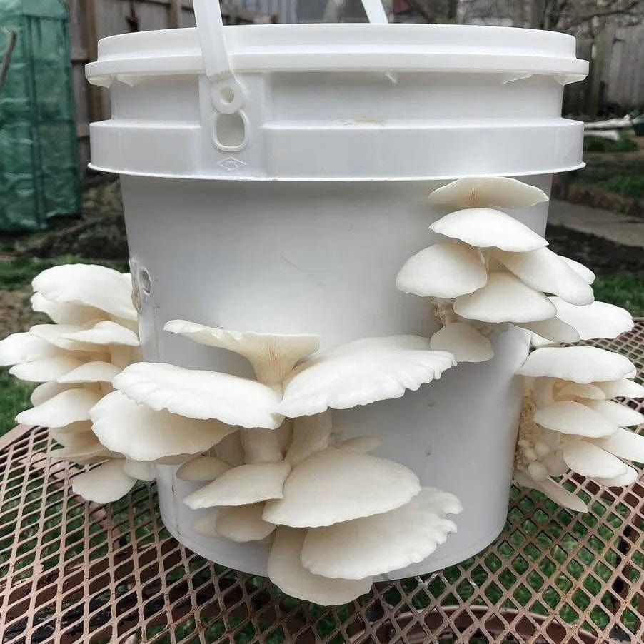 Organic Snow Oyster Mushroom Grain Spawn - Image 5