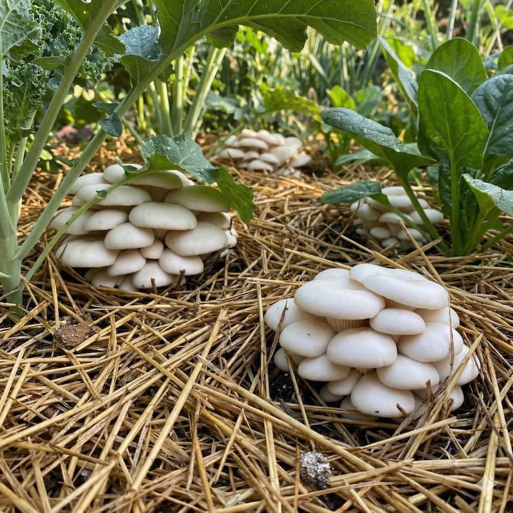 Snow Oyster Mushroom Garden Bed Kit - Image 2