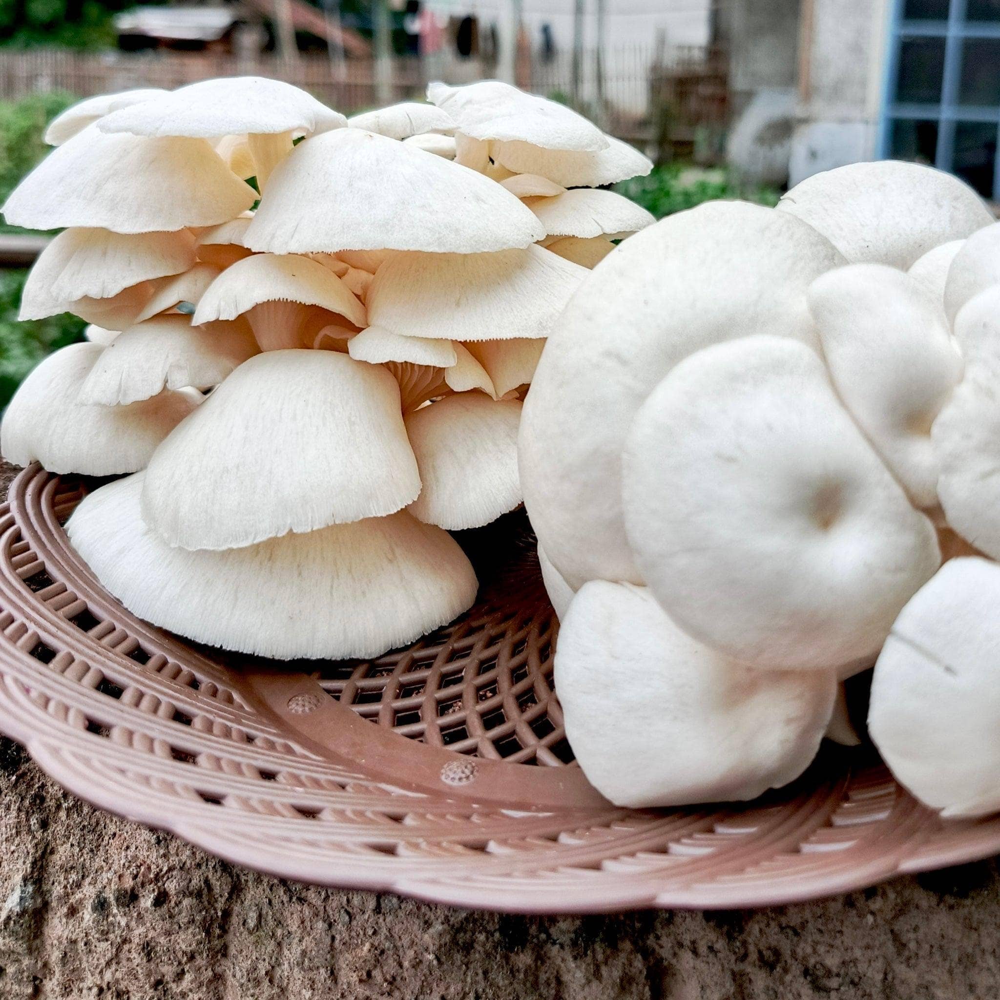 Snow Oyster Mushroom Garden Bed Kit - Image 4