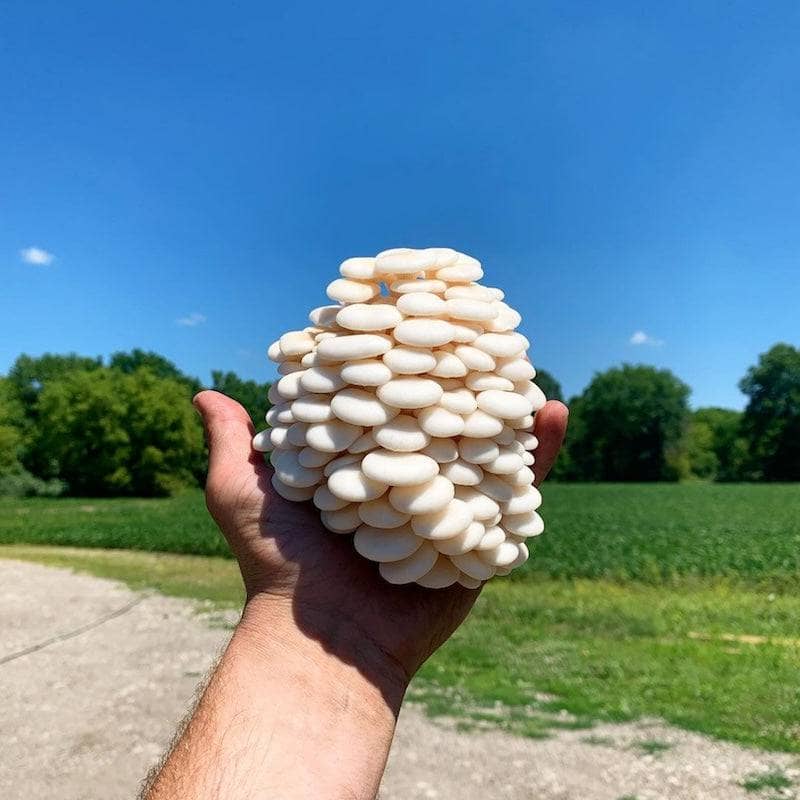 Snow Oyster Mushroom Garden Bed Kit - Image 5