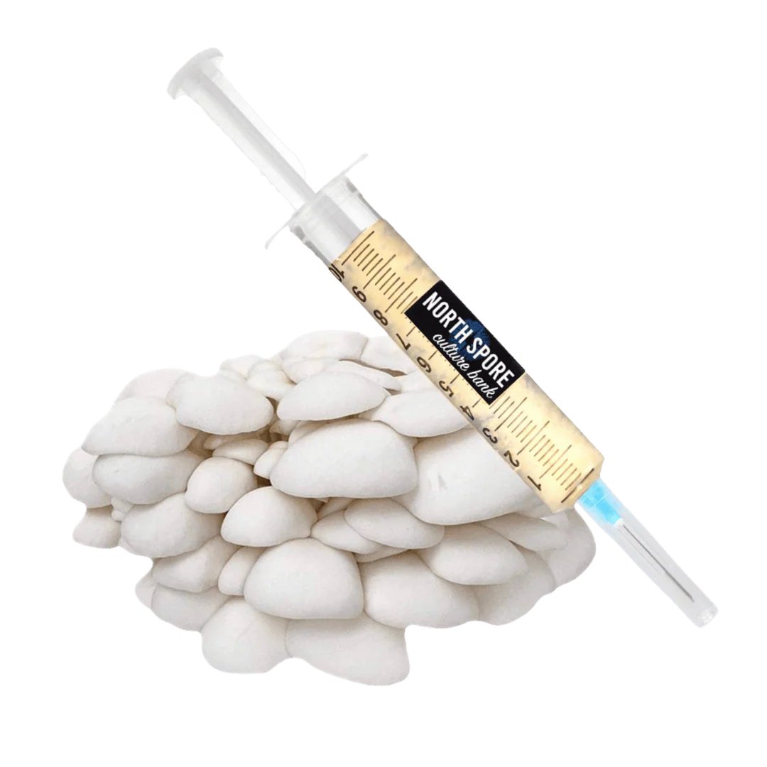Organic Snow Oyster Mushroom Liquid Culture Syringe