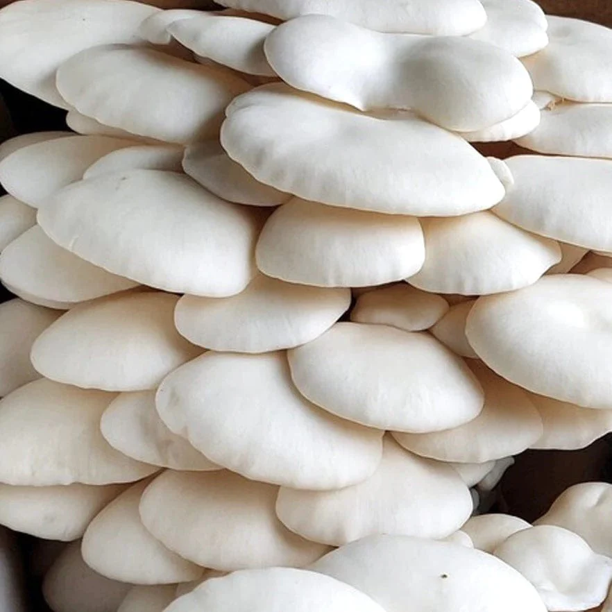 Organic Snow Oyster Mushroom Liquid Culture Syringe - Image 2