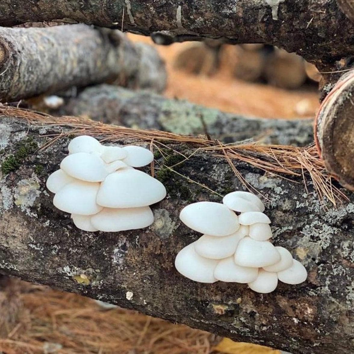 Organic Snow Oyster Mushroom Log Kit - Image 2