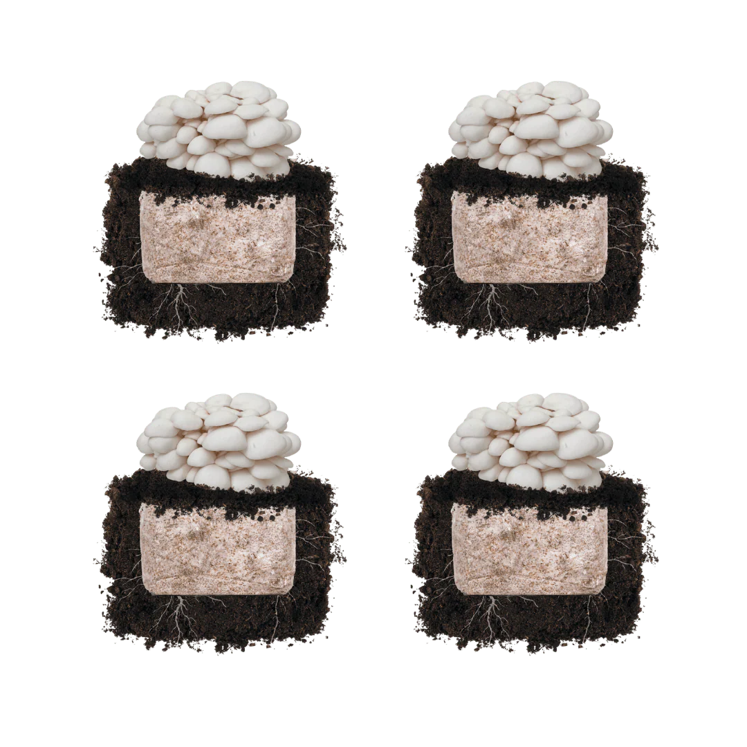 Snow Oyster 'Plant & Grow' Mushroom Starter Block - Image 4