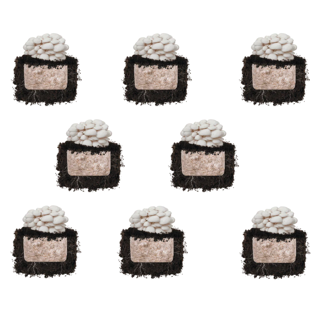Snow Oyster 'Plant & Grow' Mushroom Starter Block - Image 5