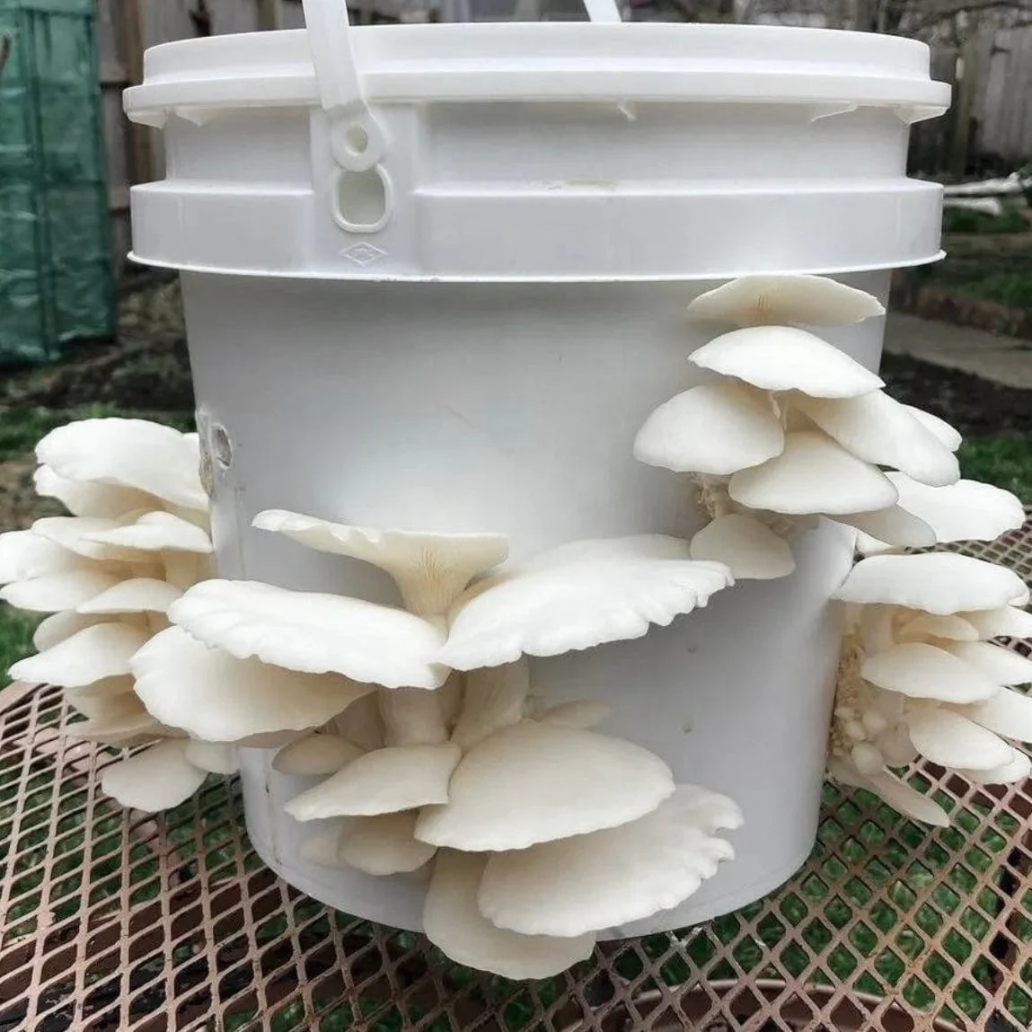 Organic Snow Oyster Mushroom Sawdust Spawn - Image 3