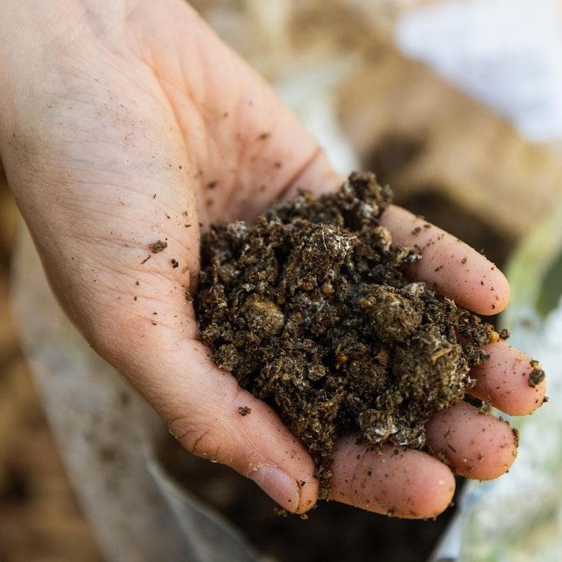 Organic Snow Oyster Mushroom Sawdust Spawn - Image 4