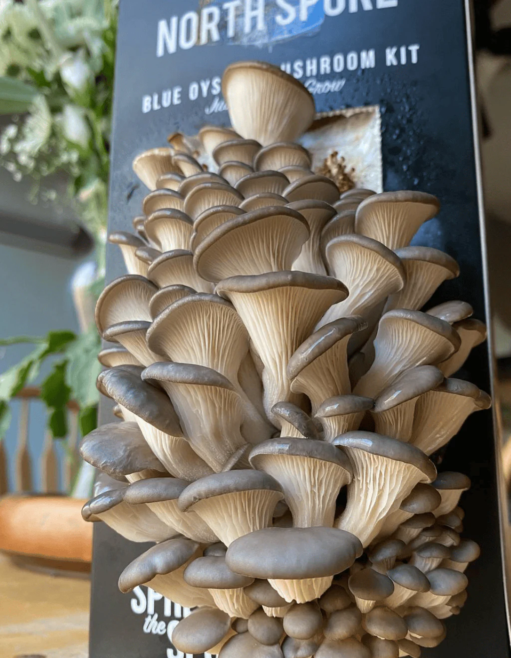 Gift a Year of Mushrooms - Image 5
