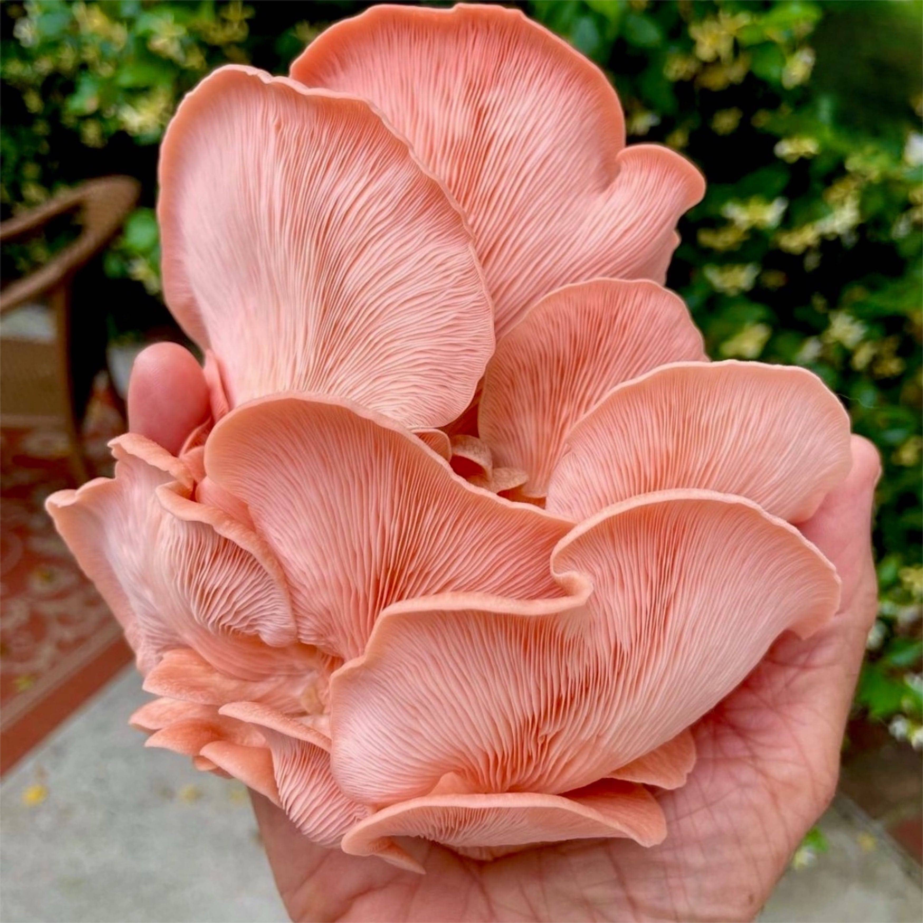 Gift a Year of Mushrooms - Image 6