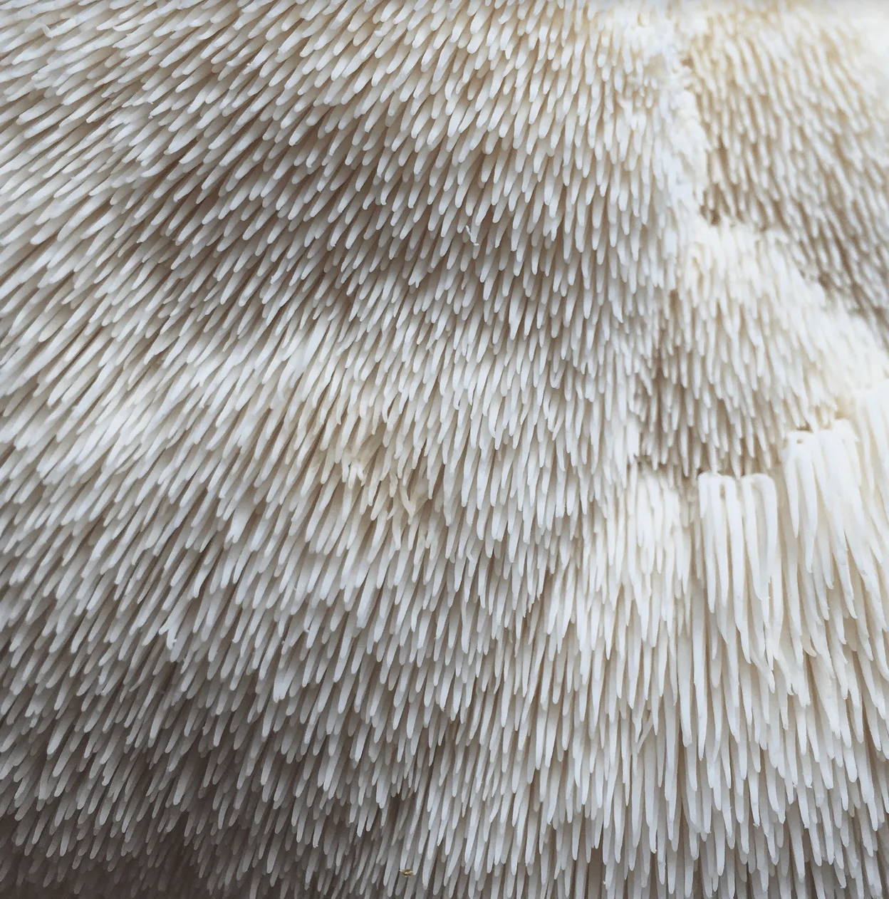 Gift a Year of Mushrooms - Image 7