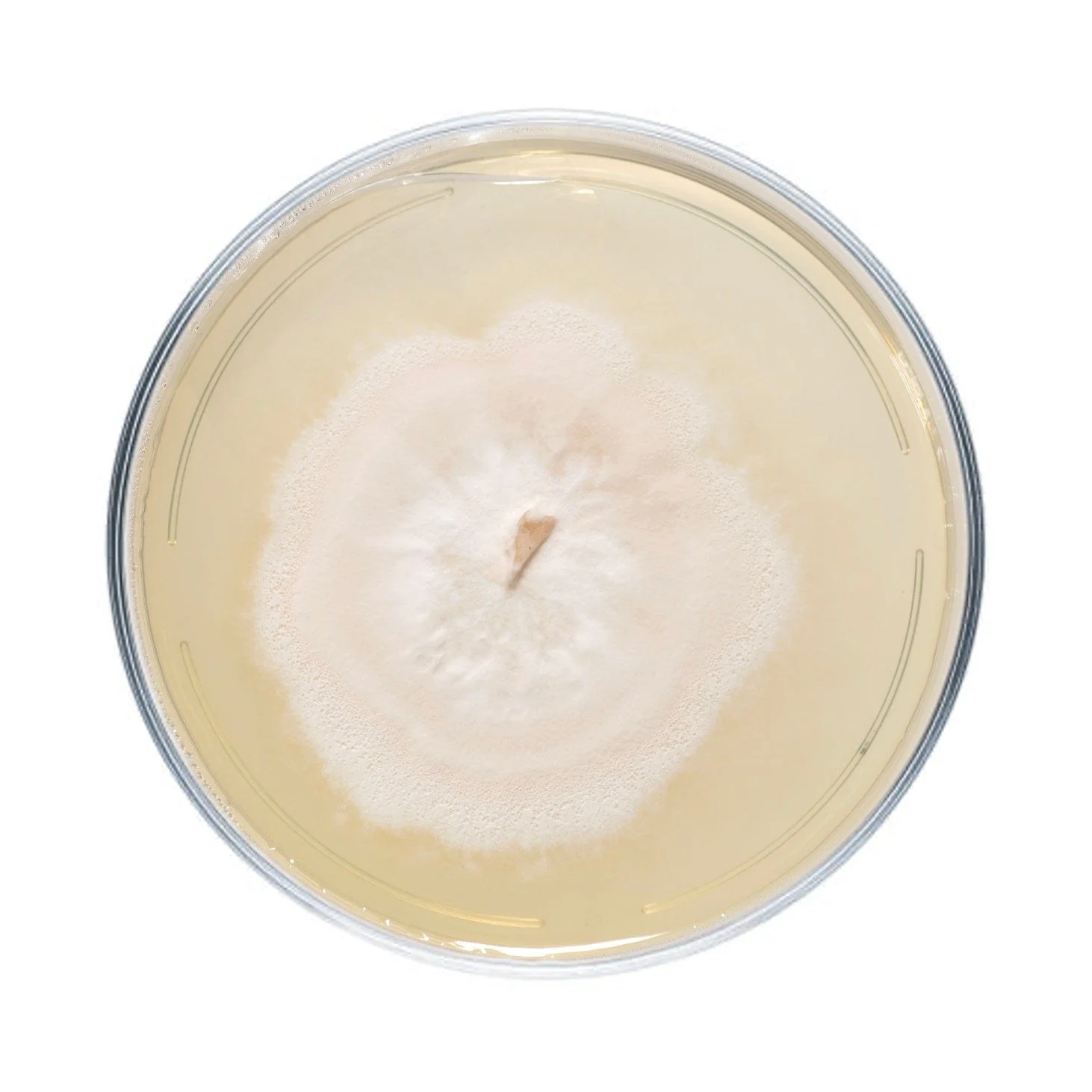 Wine Cap Mushroom Plate Culture - Image 4