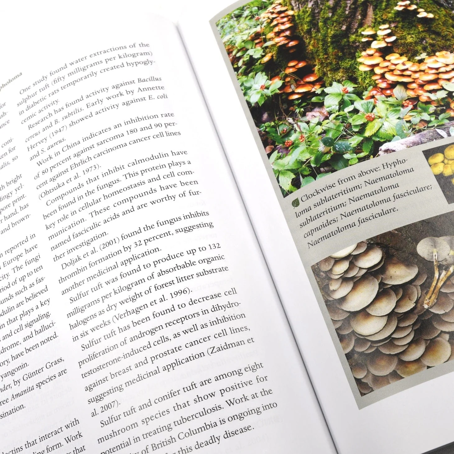 The Fungal Pharmacy: Guide to Medicinal Mushrooms - Image 3