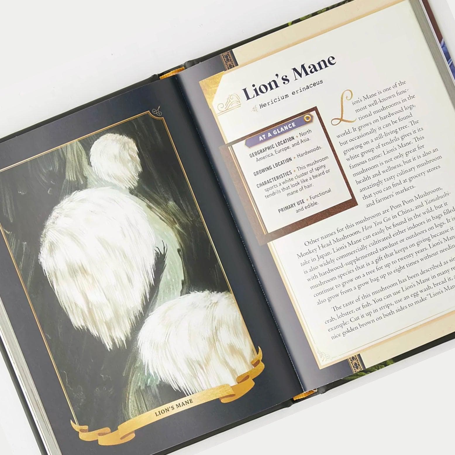 The Little Book of Mushrooms: An Illustrated Guide - Image 3