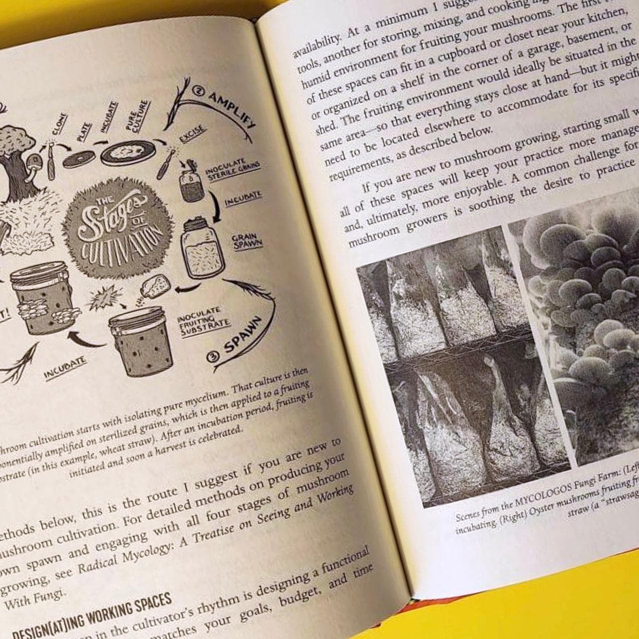 The Mycocultural Revolution: Transforming Our World - Image 3