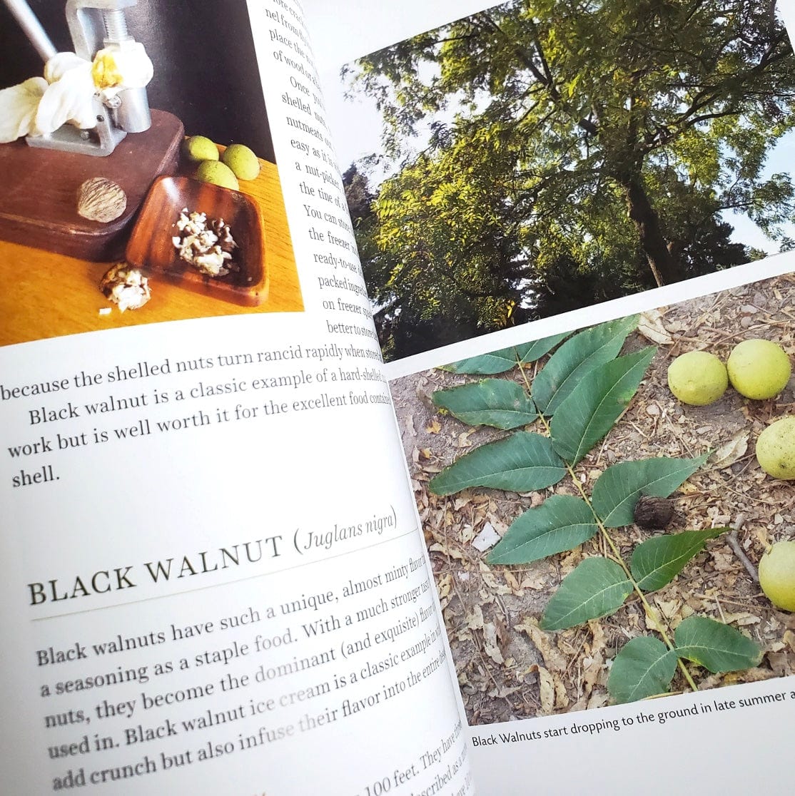 The Skillful Forager: Essential Techniques - Image 3