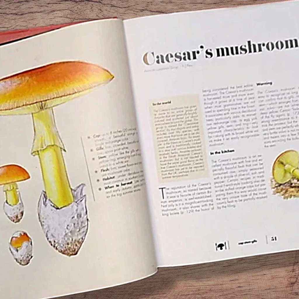 The Ultimate Guide to Mushrooms - Image 3