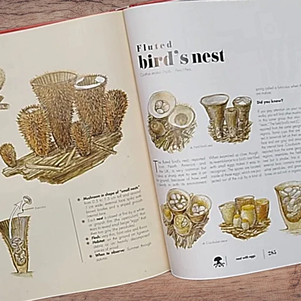 The Ultimate Guide to Mushrooms - Image 5