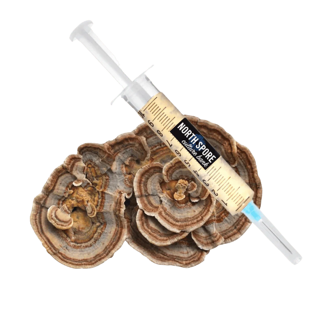 Organic Turkey Tail Liquid Culture Syringe