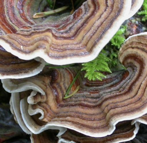 Organic Turkey Tail Liquid Culture Syringe - Image 2