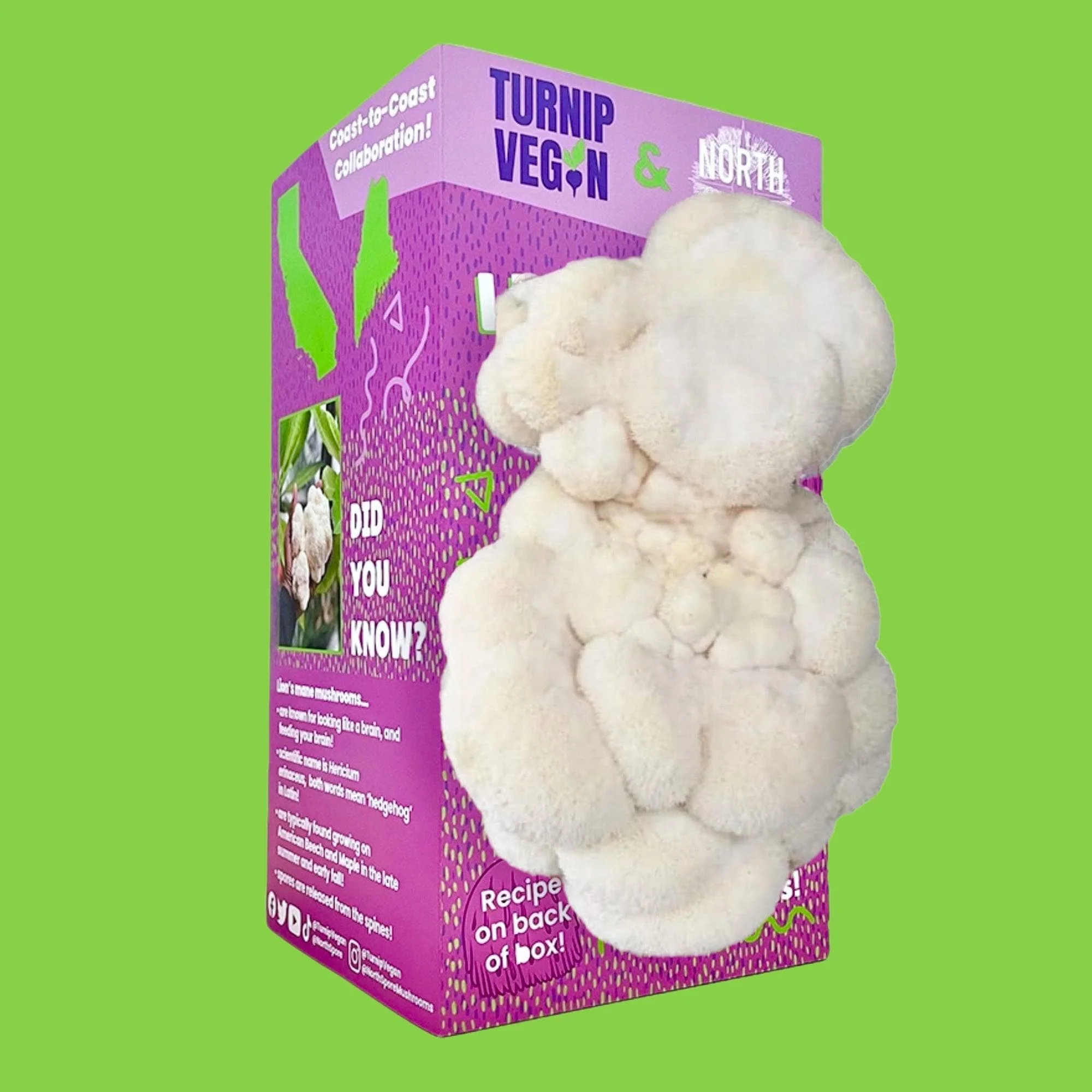Turnip Vegan Organic Lion's Mane Mushroom Growing Kit - Image 4