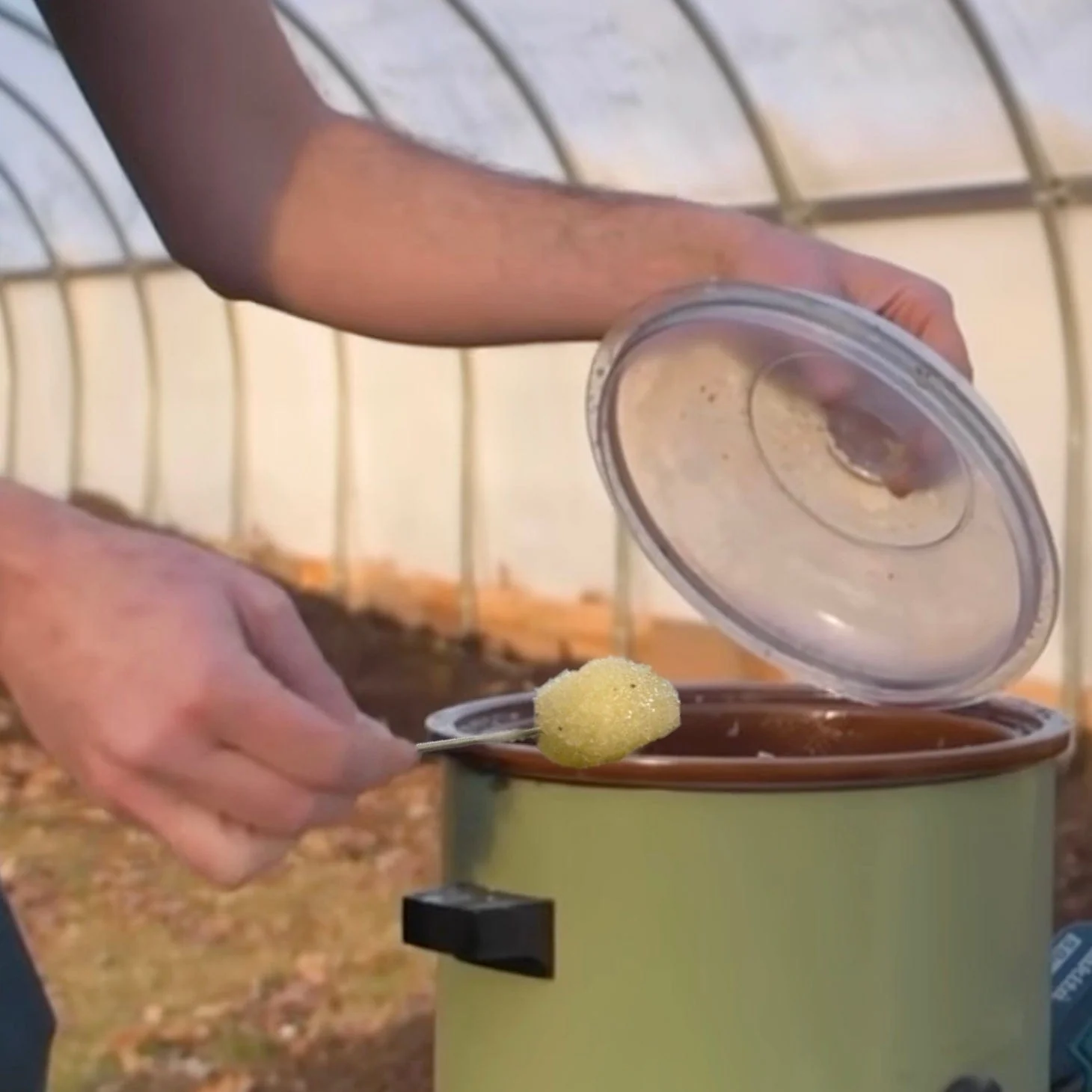 4-Pack Wool Wax Daubers for Log Inoculation - Image 3