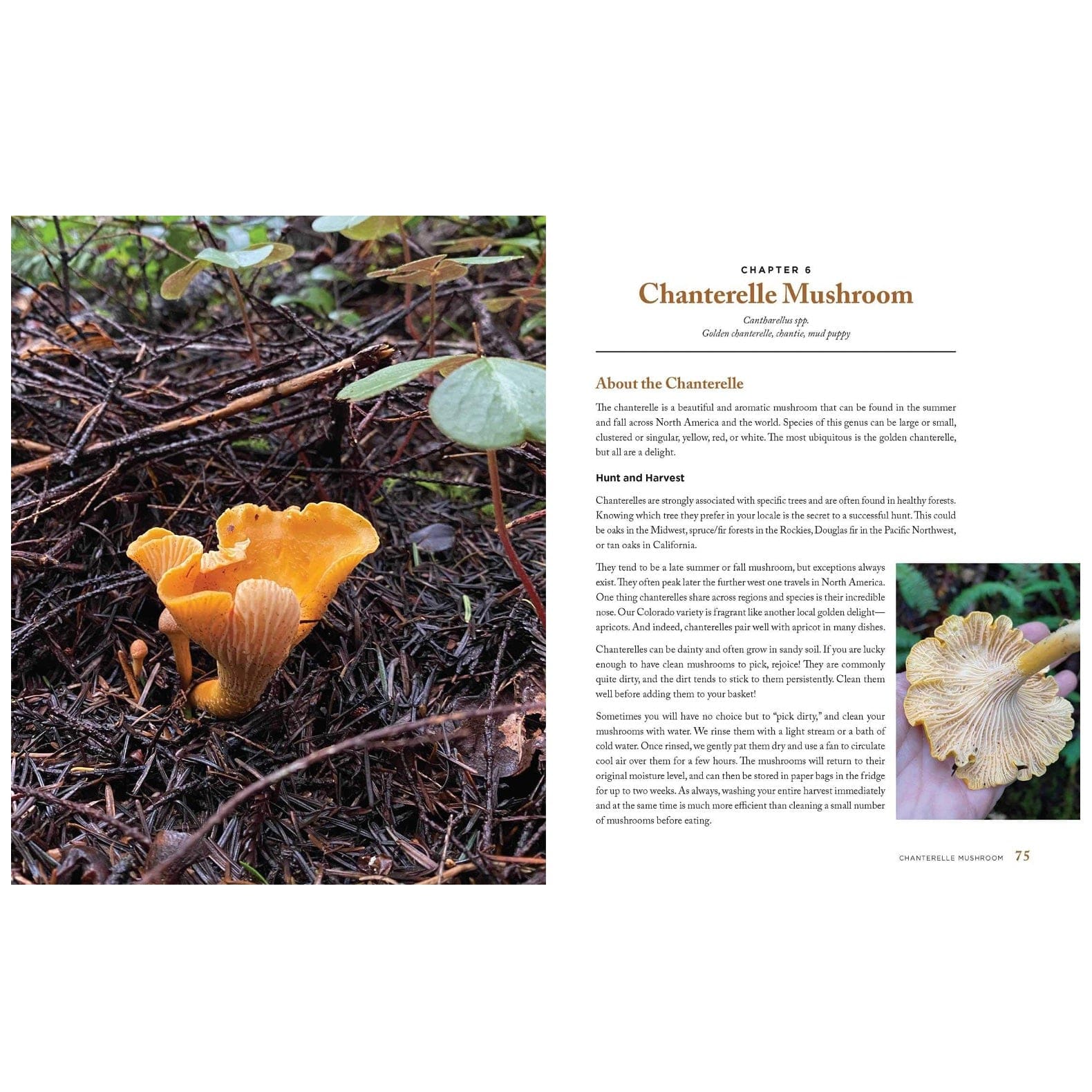 Wild Mushrooms: A Cookbook and Foraging Guide - Image 3