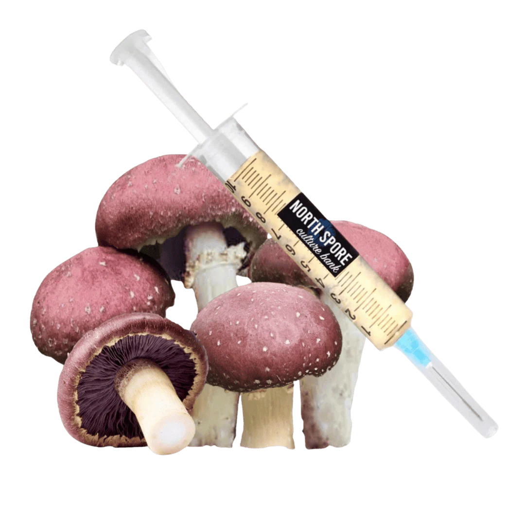 Organic Wine Cap Mushroom Liquid Culture Syringe