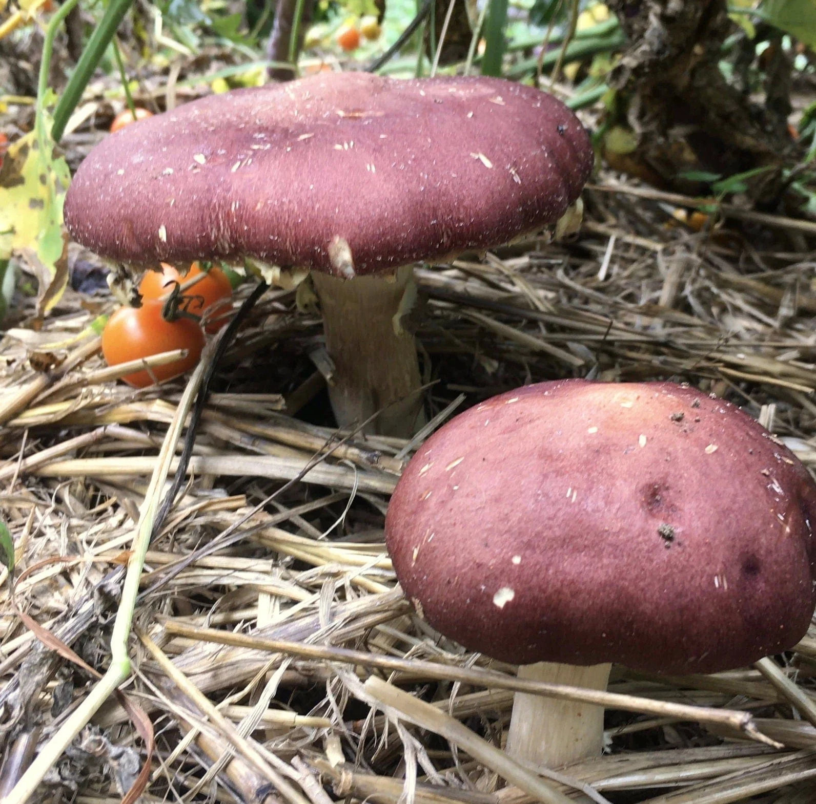 Organic Wine Cap Mushroom Liquid Culture Syringe - Image 2